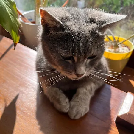 Dum U Trech Kocek-podkrovi Ubytování v soukromí